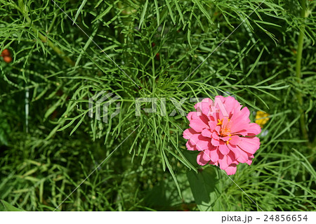 ジニア ジニア 24856654