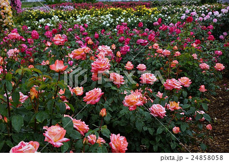 薔薇(さかき千曲川バラ公園) 24858058