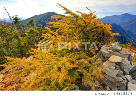 甲武信岳山頂のカラマツの黄葉と富士山遠望 24858173