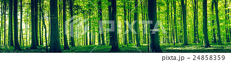 Tree silhouettes in a green forest 24858359