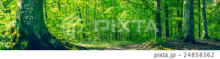 Green beech forest in a panorama scenery 24858362