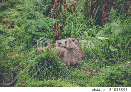 Otter in green grass 24858393