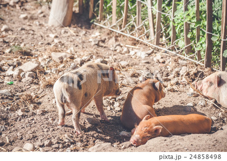 Barnyard with cute piglets 24858498