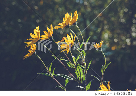 Yellow marguerites in the wind Yellow marguerites in the wind 24858505