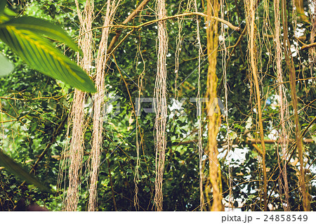 Lianas in a jungle with tropical vegetation Lianas in a jungle with tropical vegetation 24858549