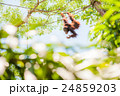 オラウータン 24859203