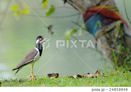 Red-Wattled Lapwing ,Bird on ground 24859949