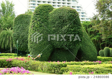 ゾウの植木(Garden Tree of Elephant) ゾウの植木(Garden Tree of Elephant) 24860086