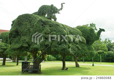 ゾウの植木(Garden Tree of Elephant) ゾウの植木(Garden Tree of Elephant) 24860088