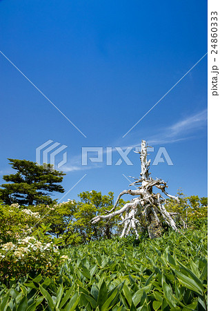 枯木と青空（瓶ヶ森山頂付近） 24860333