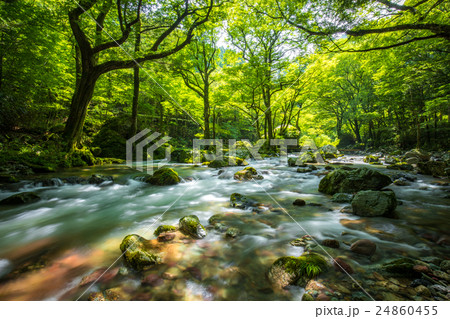 新緑の小田深山(愛媛県喜多郡内子町) 新緑の小田深山(愛媛県喜多郡内子町) 24860455