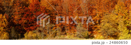 Colorful and bright autumn forest 24860650