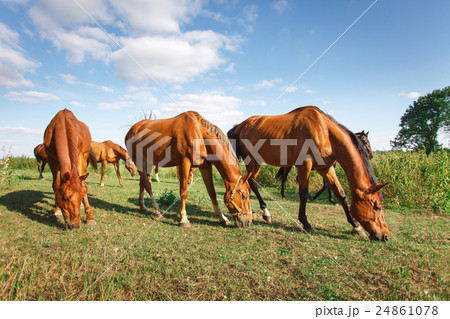 The herd of horses is grazed on a alpine green 24861078