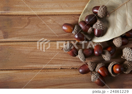 秋の工芸 秋の工芸 24861229