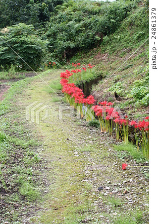 曼珠沙華01 曼珠沙華01 24861379