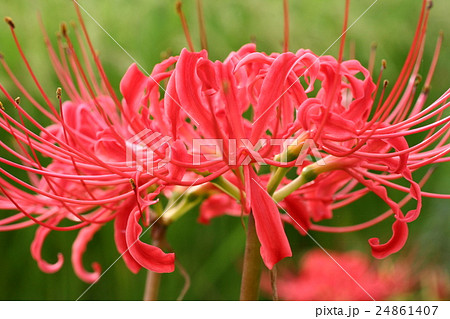曼珠沙華04 曼珠沙華04 24861407