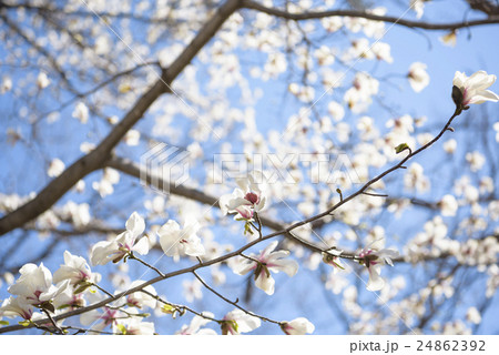 コブシの花 24862392