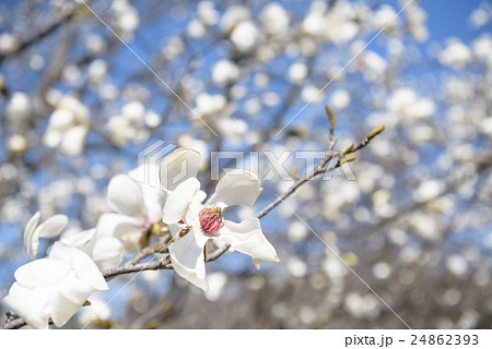 コブシの花 24862393