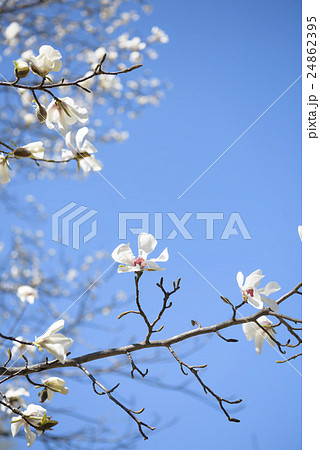 コブシの花（空バック） 24862395