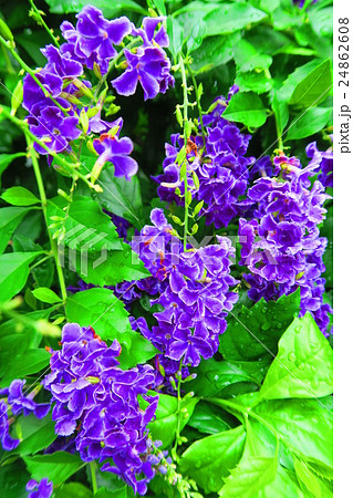 デュランタ タカラヅカの花の写真素材