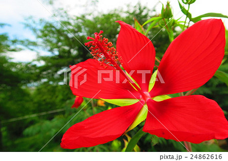 モミジアオイの花 モミジアオイの花 24862616