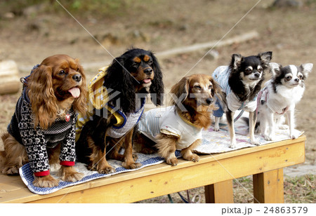 ワンちゃんの整列 24863579