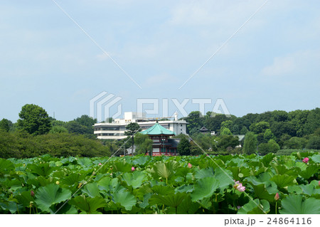 不忍池の蓮の花と弁財天 24864116