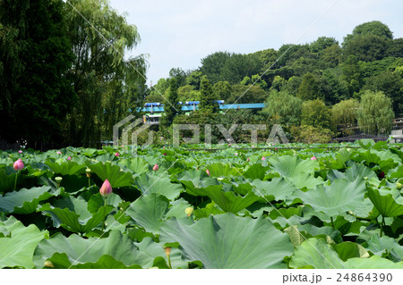 不忍池の蓮の花と上野動物園モノレール 24864390