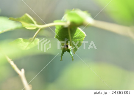 オオムラサキの幼虫 24865805