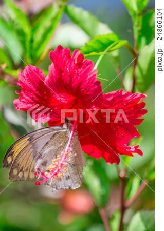 ハイビスカスとツマベニチョウ 24866104