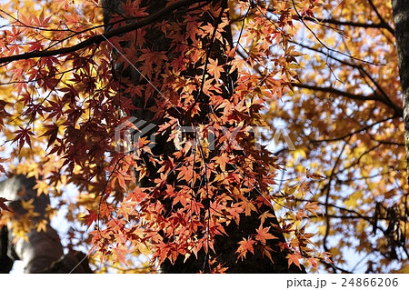紅葉 24866206
