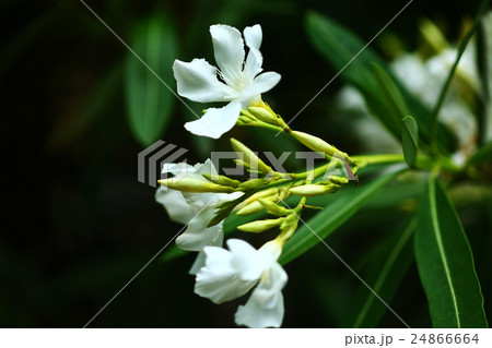 キョウチクトウ 白色の花 キョウチクトウ 白色の花 24866664