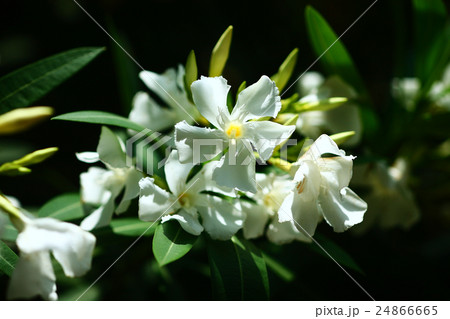 キョウチクトウ　白色の花 24866665
