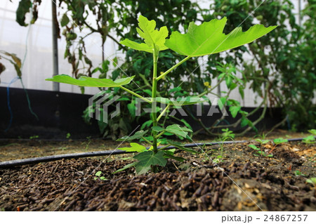 苗木 実生 若い実 24867257