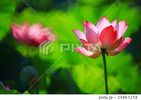 睡蓮 スイレン 水連 24867258