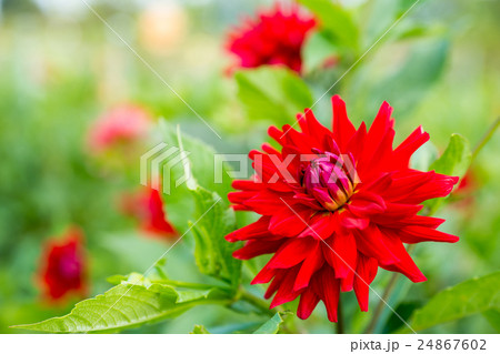 ダリア 24867602