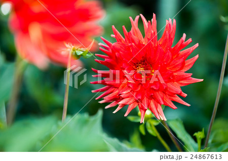 ダリア 24867613