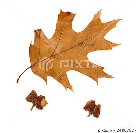 Autumn dried leaf of oak and acorns Autumn dried leaf of oak and acorns 24867927