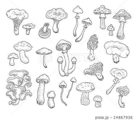 Mushrooms. Mushrooms. 24867936