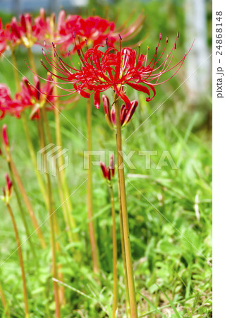 彼岸花 24868148