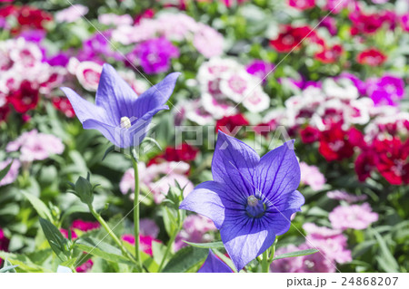 秋の花 桔梗 秋の花 桔梗 24868207