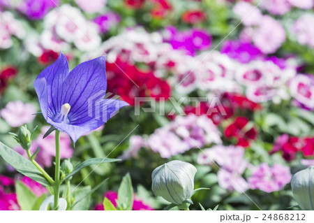 秋の花　桔梗 24868212