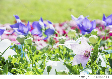 秋の花　桔梗 24868214