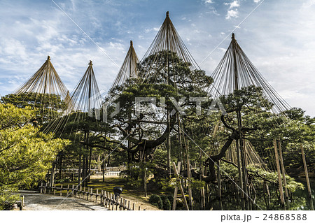 金沢 兼六園 松 24868588