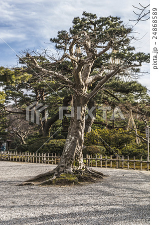 金沢 兼六園 松 24868589