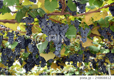 葡萄畑 完熟のコンコード 葡萄畑 完熟のコンコード 24868812