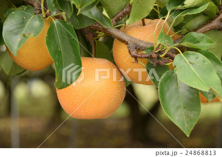 梨の木と実 24868813