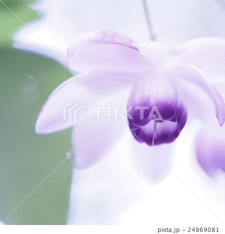 森の妖精レンゲショウマ 24869081