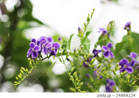 デュランタの花 24869124