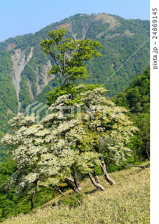 シロヤシオツツジ咲く丹沢稜線から丹沢山方面の山並み 24869145